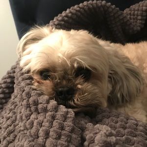 Meet your Posher, Susan